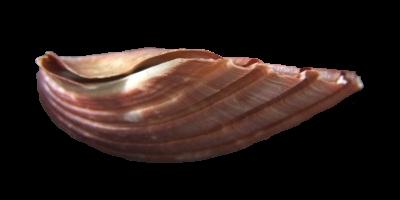 Pecten albicans